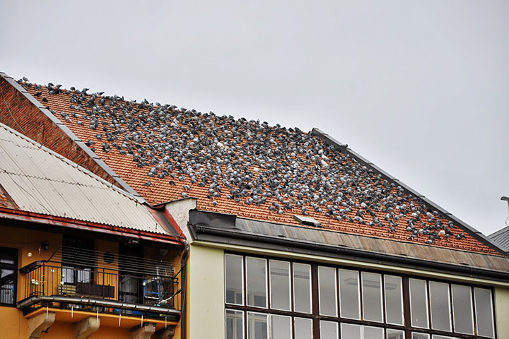 A2B Pest Control are able to install spikes to deter birds from roofs in Sevenoaks. 
