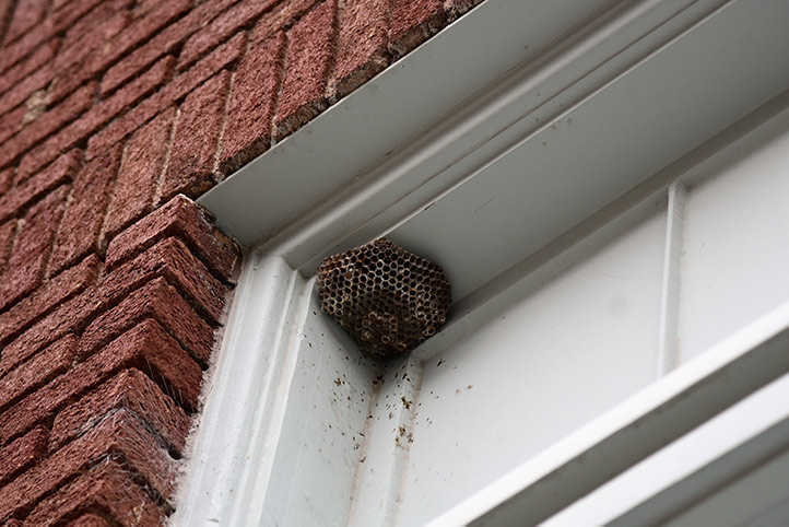 We provide a wasp nest removal service for domestic and commercial properties in Sevenoaks.
